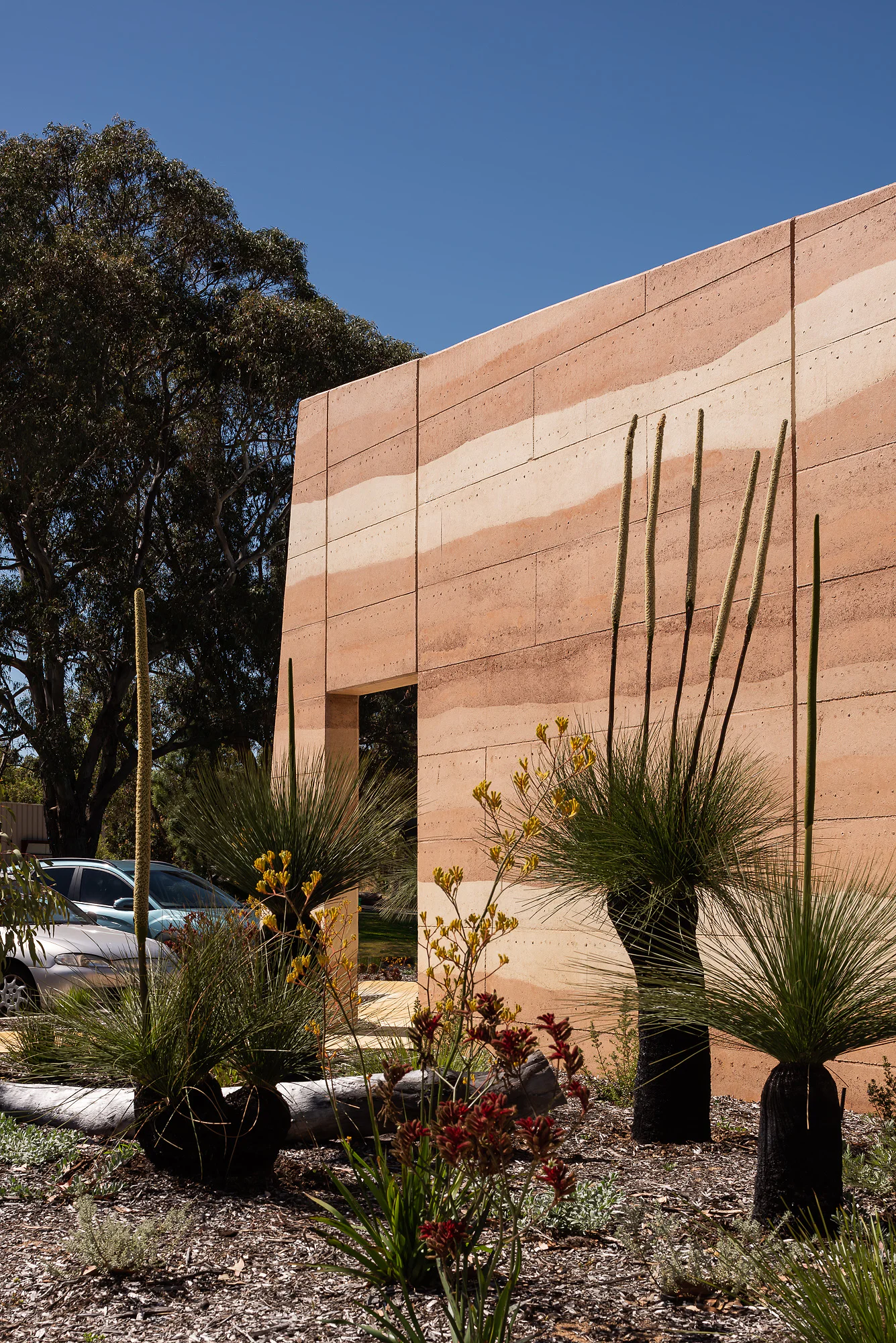 Facade detail - terracotta and cream panels with native grasses and mature eucalypt